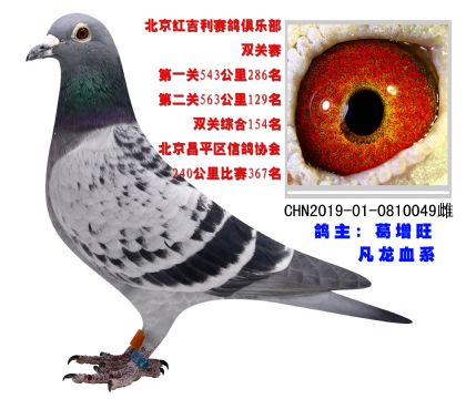北京紅吉利賽鴿俱樂部雙關(guān)賽綜合154名