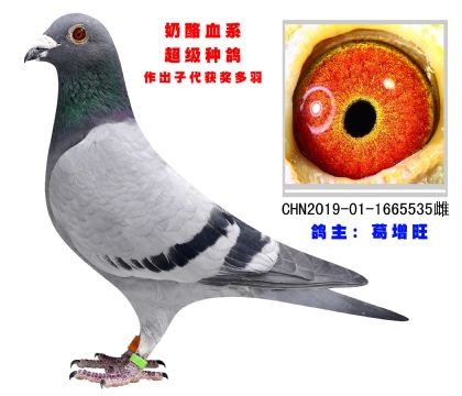 奶酪血系 超級種鴿