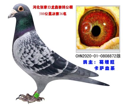 河北張家口龍鑫賽鴿公棚500公里決賽36名