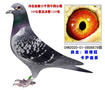 卡薩血系 超級種鴿