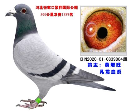 凡龍血系 超級種鴿