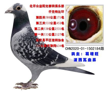 北京眾益陽光賽鴿俱樂部580公里比賽171名