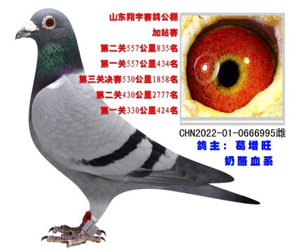 奶酪血系 超級種鴿