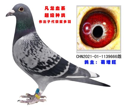 凡龍血系 超級種鴿