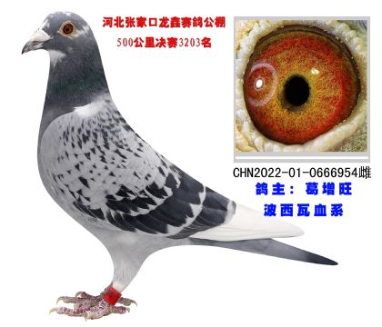 波西瓦血系 超級種鴿
