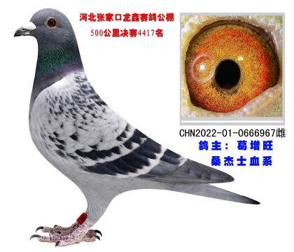 桑杰士血系 超級種鴿