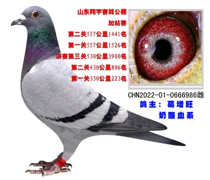 奶酪血系 超級種鴿