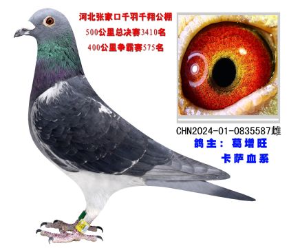 河北張家口千羽千翔公棚400公里比賽575名