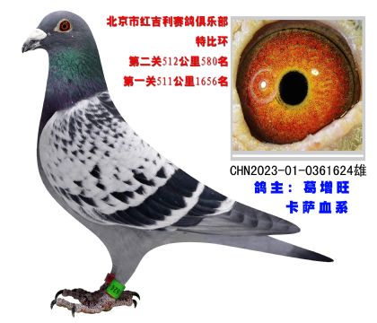 北京紅吉利賽鴿俱樂(lè)部512公里580名