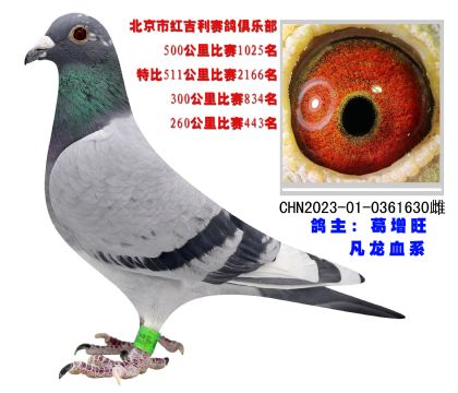 北京紅吉利賽鴿俱樂(lè)部260公里443名