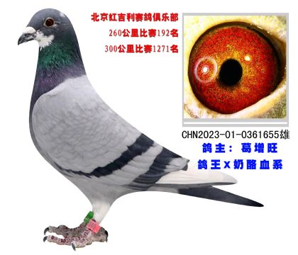 北京紅吉利賽鴿俱樂(lè)部260公里比賽192名