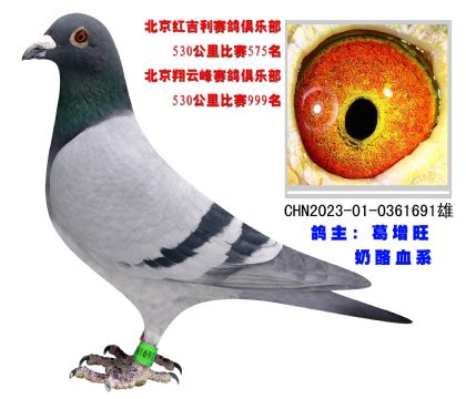 北京紅吉利賽鴿俱樂(lè)部530公里比賽575名
