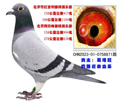 北京紅吉利賽鴿俱樂(lè)部530公里比賽417名
