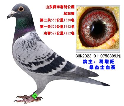 桑杰士血系 超級(jí)種鴿