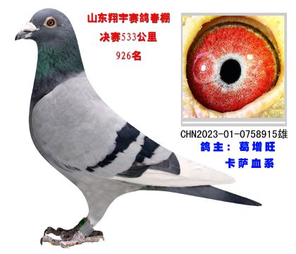 山東翔宇賽鴿公棚533公里決賽926名