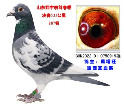 山東翔宇賽鴿公棚533公里決賽807名