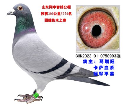 卡薩血系 冠軍平輩