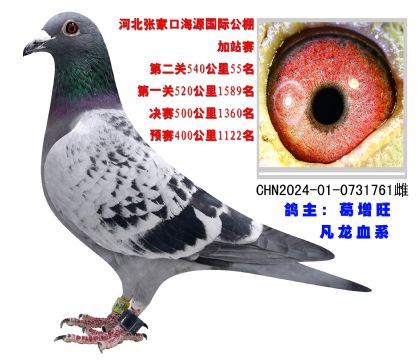 河北張家口海源國(guó)際公棚540公里比賽55名