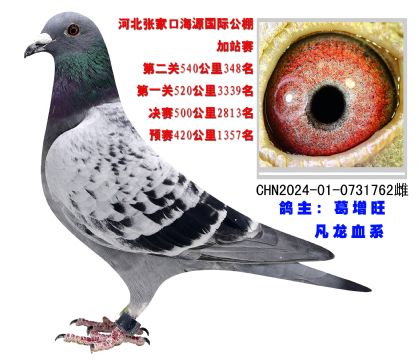 河北張家口海源國(guó)際公棚540公里比賽348名