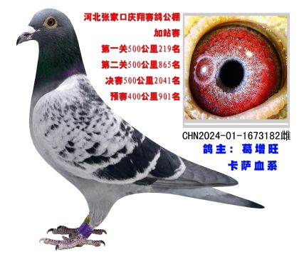 河北張家口慶翔賽鴿公棚500公里比賽219名