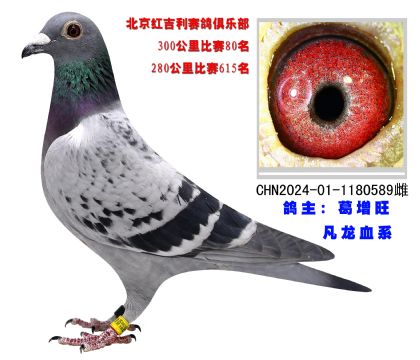 北京紅吉利賽鴿俱樂(lè)部300公里比賽80名