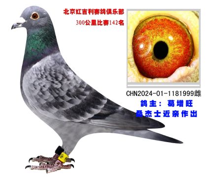 北京紅吉利賽鴿俱樂(lè)部300公里比賽142名