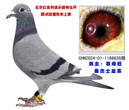 桑杰士血系 鴿王作出