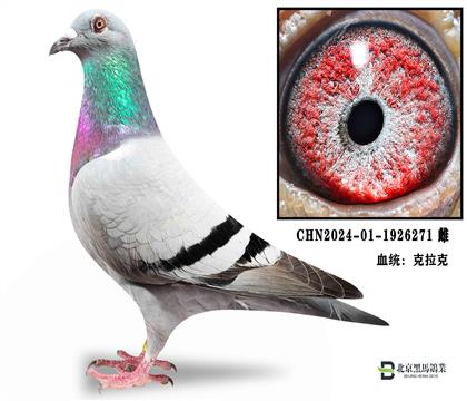 �ر��Ƽ��������ˡ���ĸ��ֱ�ӡ�271