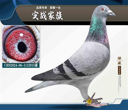 英格斯“鴿王號(hào)”唐山陽(yáng)光196名平輩