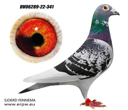 奧林匹克鴿王冠軍x KBDB全國(guó)幼鴿鴿王曾孫341雄