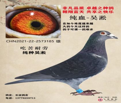 吳淞