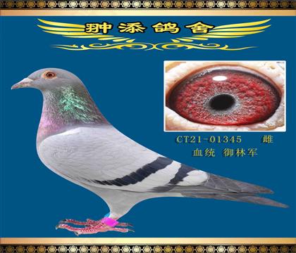 私環(huán)《御林軍神領隊》子代獲得卓翔公棚431名
