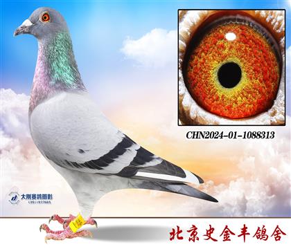 ���ھ�֮��������ֱ��