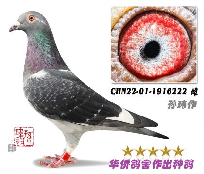 2̖(ho)--ؚwB-Ħ˹.ϵѪ1916222-