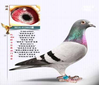 比利時(shí)慕利門原舍-軍校生近親