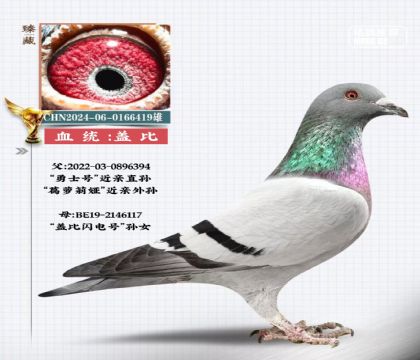 開爾鴿業(yè)勇士號(hào)孫X魯?shù)蠈O女