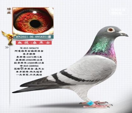 桑杰士351