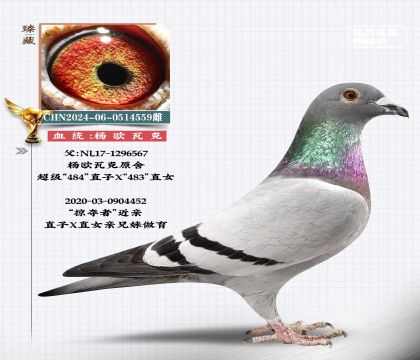 楊歐瓦克559