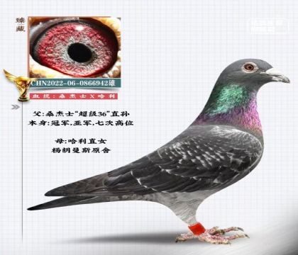 冠軍桑杰士X哈利直女