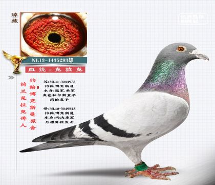 荷蘭克拉克傳人-博克斯曼