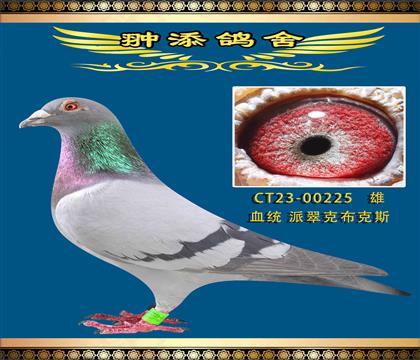 私環(huán)薩甘基特爾225