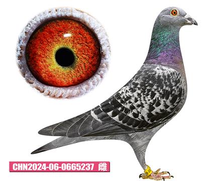 考夫曼-殺手锏女孩237