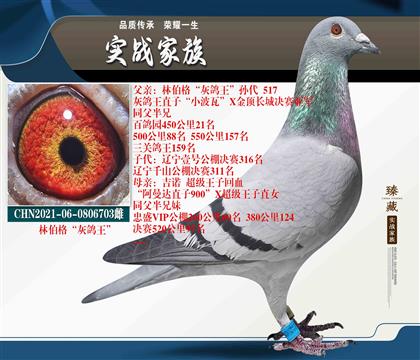“灰鴿王”林伯格