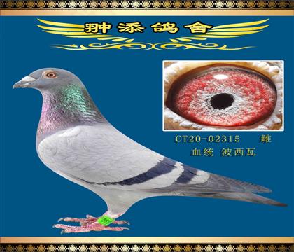 子代獲得緯路公棚預(yù)賽11名決賽451名
