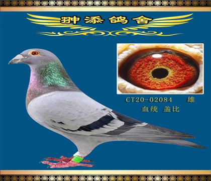 子代獲得酒都公棚決賽382名