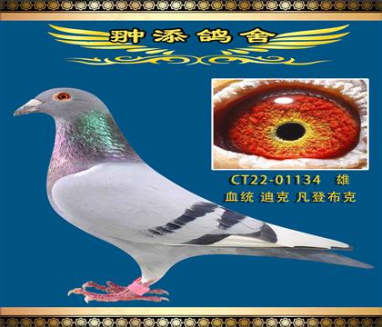 私環(huán)開爾鴿王血系 凡登布克134