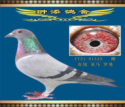 子代獲得唐山小棚預(yù)賽4名