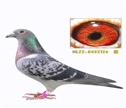 Mٛϲ