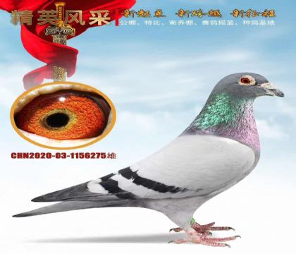 ɣʿ236w?sh)? width=