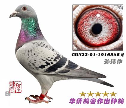 1號(hào)--詹森019系種鴿1916348-淺點(diǎn)-砂眼-雌